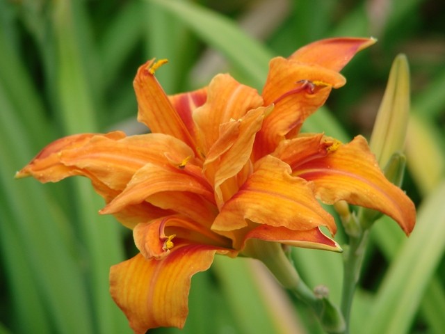 H. dupli narančasti